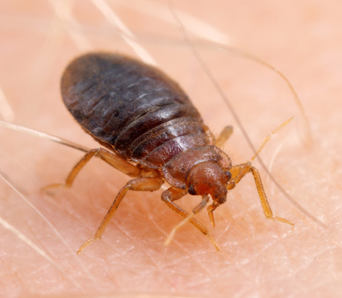 Lady Bug Eco-Friendly Pest Control | 1641 E University Dr, Mesa, AZ 85203, USA | Phone: (480) 833-1111