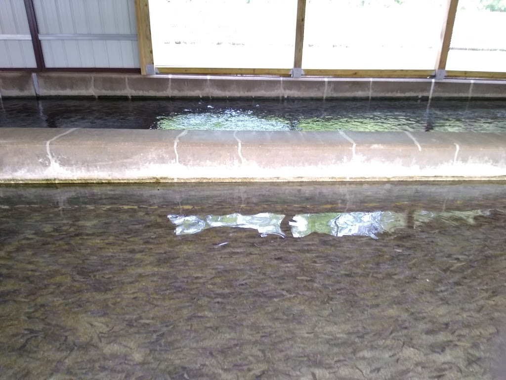 New York State Fish Hatchery | 7169 Fish Hatchery Rd, Bath, NY 14810, USA | Phone: (607) 776-7087