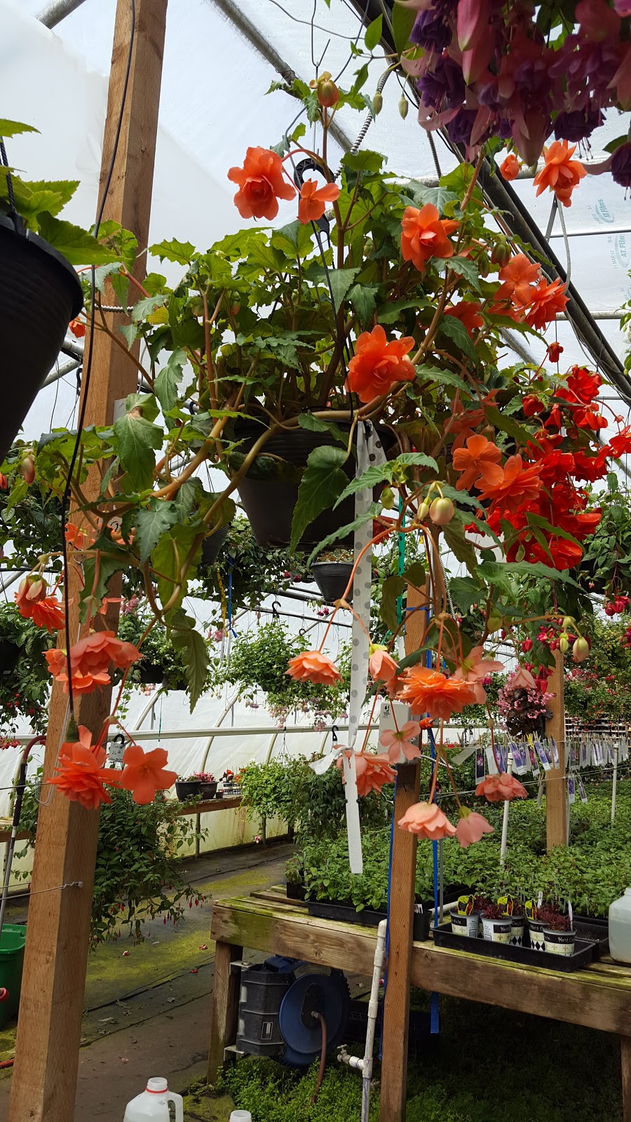 Earthworks Fuchsias | 18034 SE 248th St, Covington, WA 98042, USA | Phone: (253) 631-8283