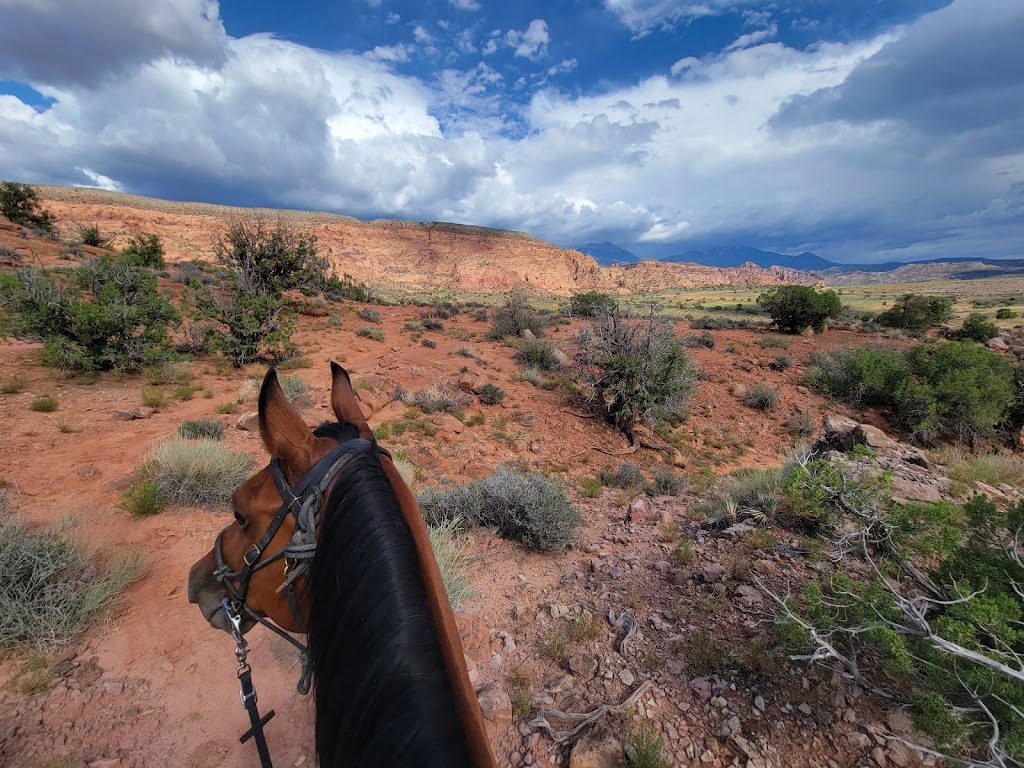 Thal Equine LLC | 69 Bonanza Creek Rd, Santa Fe, NM 87508, USA | Phone: (505) 438-6590