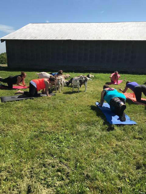 Have Ya Herd Goat Yoga & Corn Maze | 517 County Rd Ss, Roberts, WI 54023, USA | Phone: (612) 816-0722