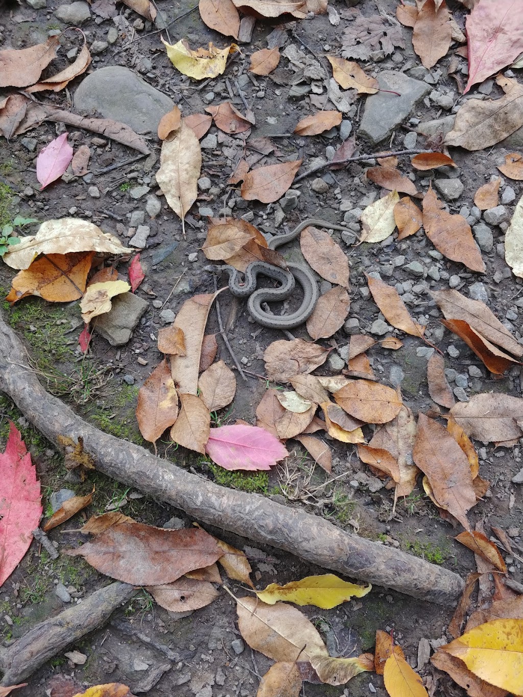 John B. Austin Nature Trail, Lockport | 6656-, 6822 Slayton Settlement Rd, Lockport, NY 14094, United States | Phone: (716) 439-9525