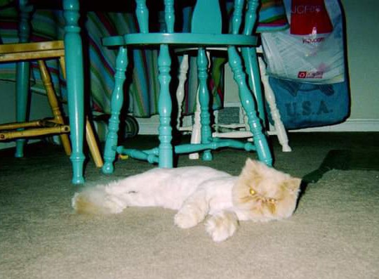 Gregs Grooming | 306 Delaware Ave, Albany, NY 12209, USA | Phone: (518) 463-3701