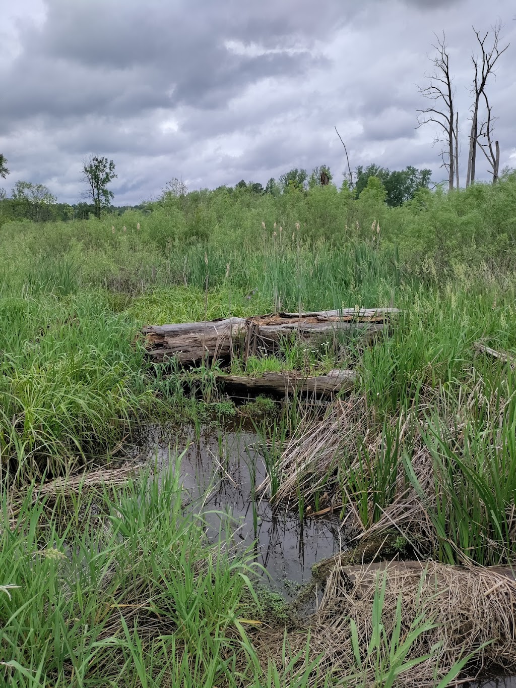 Siebenthaler Fen Boardwalk - Beavercreek Wildlife Area | 1998 Fairground Rd #1952, Dayton, OH 45434, USA | Phone: (937) 320-9042