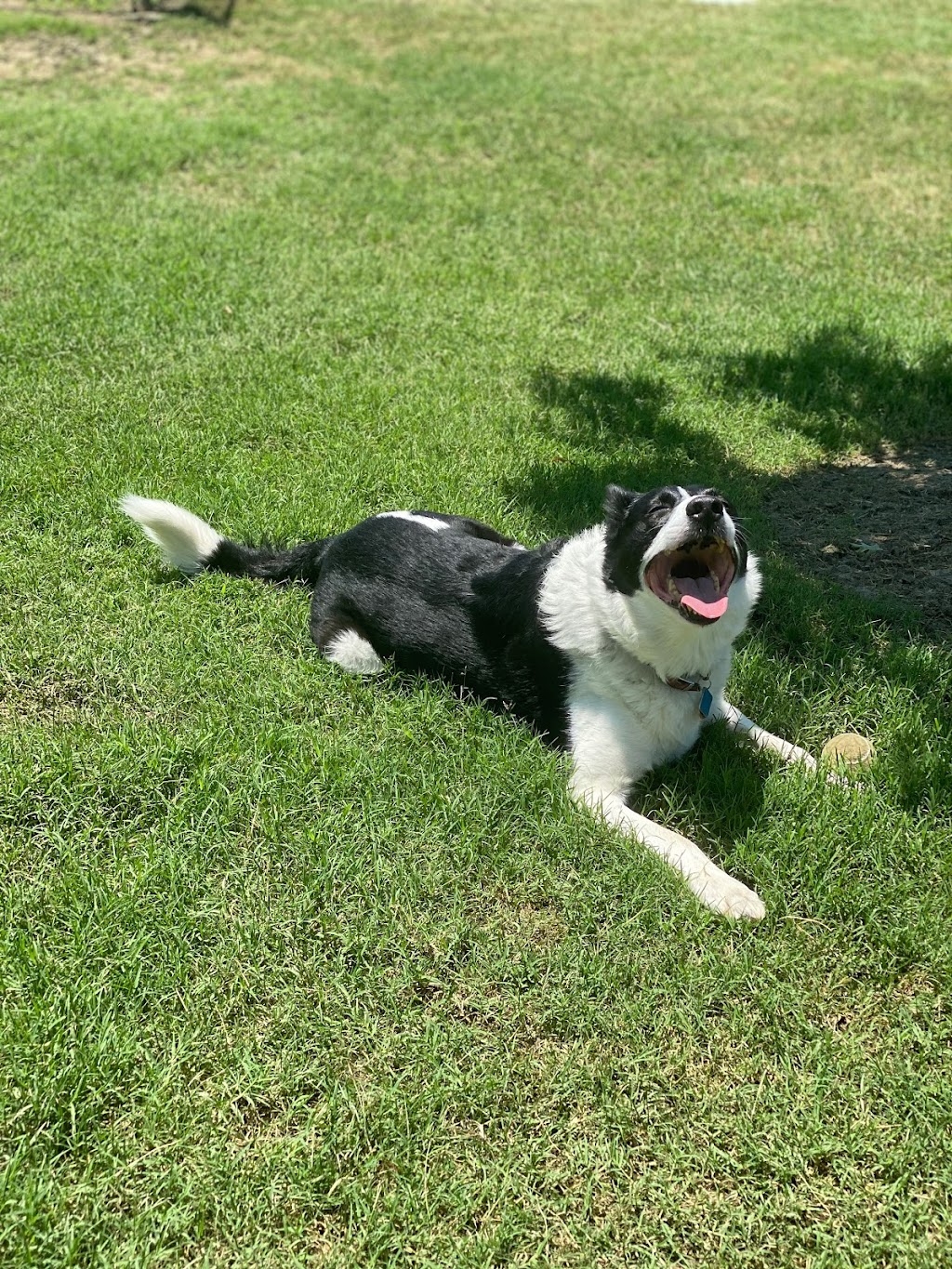 Paloma Creek Dog Park | 1501 Bluebird Dr, Little Elm, TX 75068, USA | Phone: (972) 347-9160