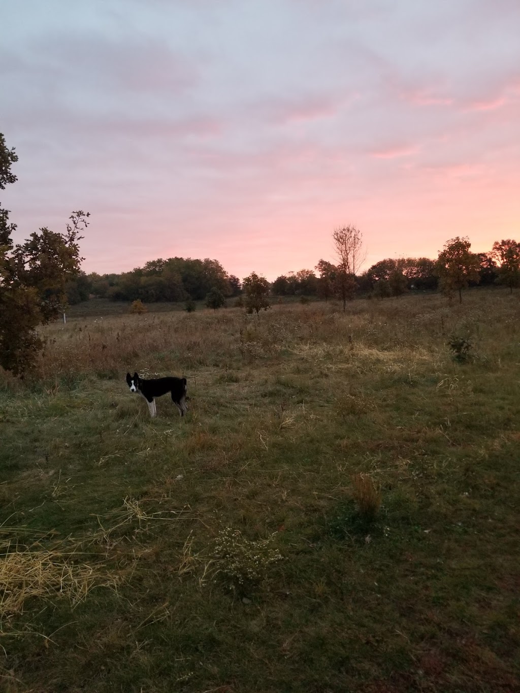 Paw Print Dog Park | 2701 S Oakhill Ave, Janesville, WI 53546, USA | Phone: (608) 755-3030