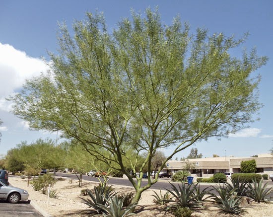 A & P Nursery | 40370 N Gantzel Rd, Queen Creek, AZ 85140, USA | Phone: (480) 655-5789