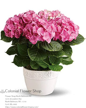 Colonial Flower Shop | 2510 Jerusalem Ave, North Bellmore, NY 11710, United States | Phone: (516) 785-2069