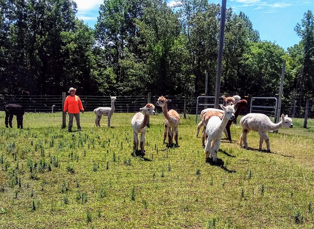 Fox Wire Farm Alpacas | 300 Turners Neck Rd, Toano, VA 23168, USA | Phone: (757) 707-5052