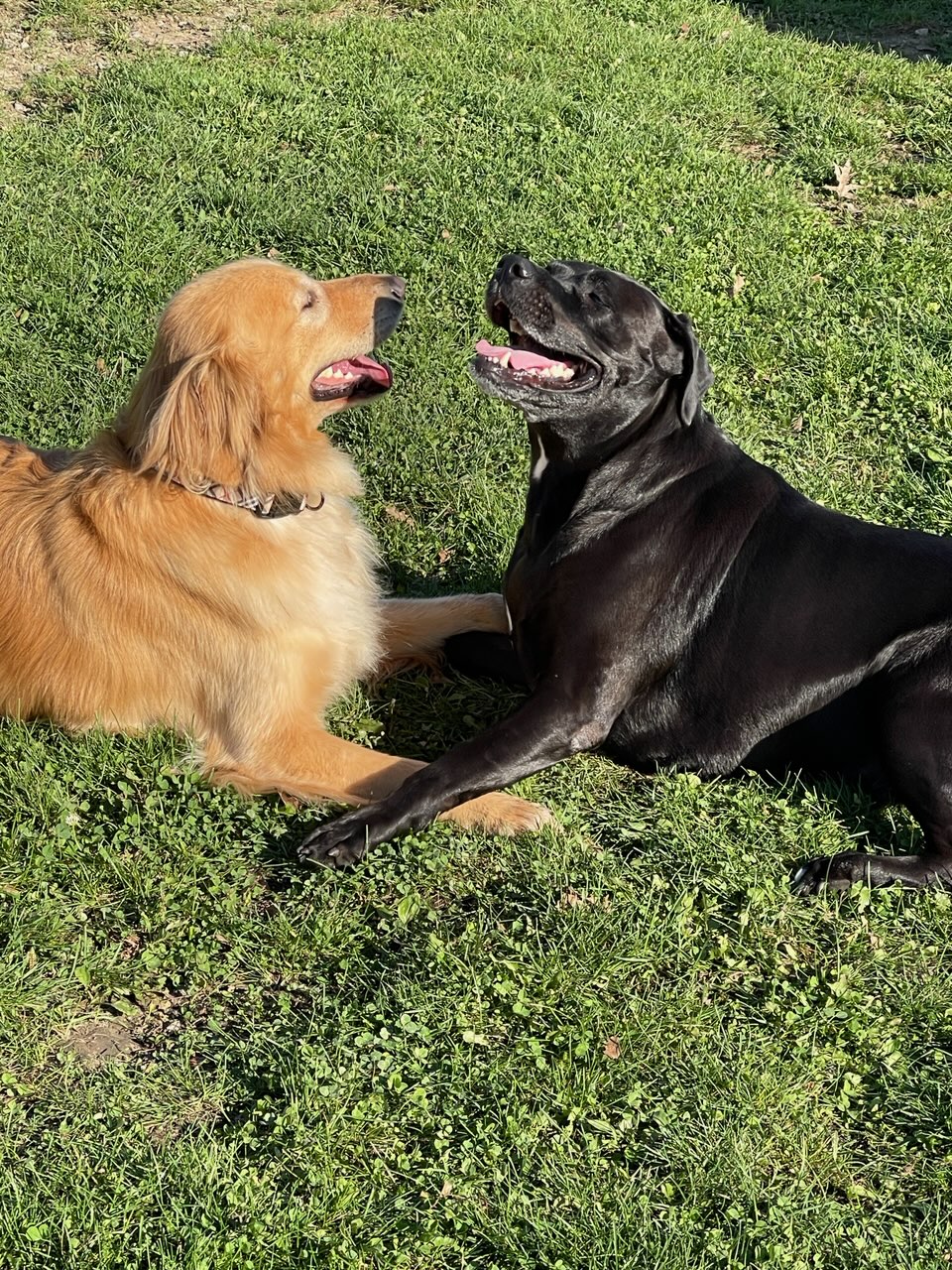 Northville Dog Park | 15801 Beck Rd, Northville, MI 48167, USA | Phone: (248) 349-0203
