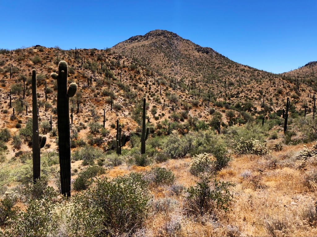 Cave Creek Trail Rides | 37019 N 32nd St, Cave Creek, AZ 85331, USA | Phone: (623) 742-6700