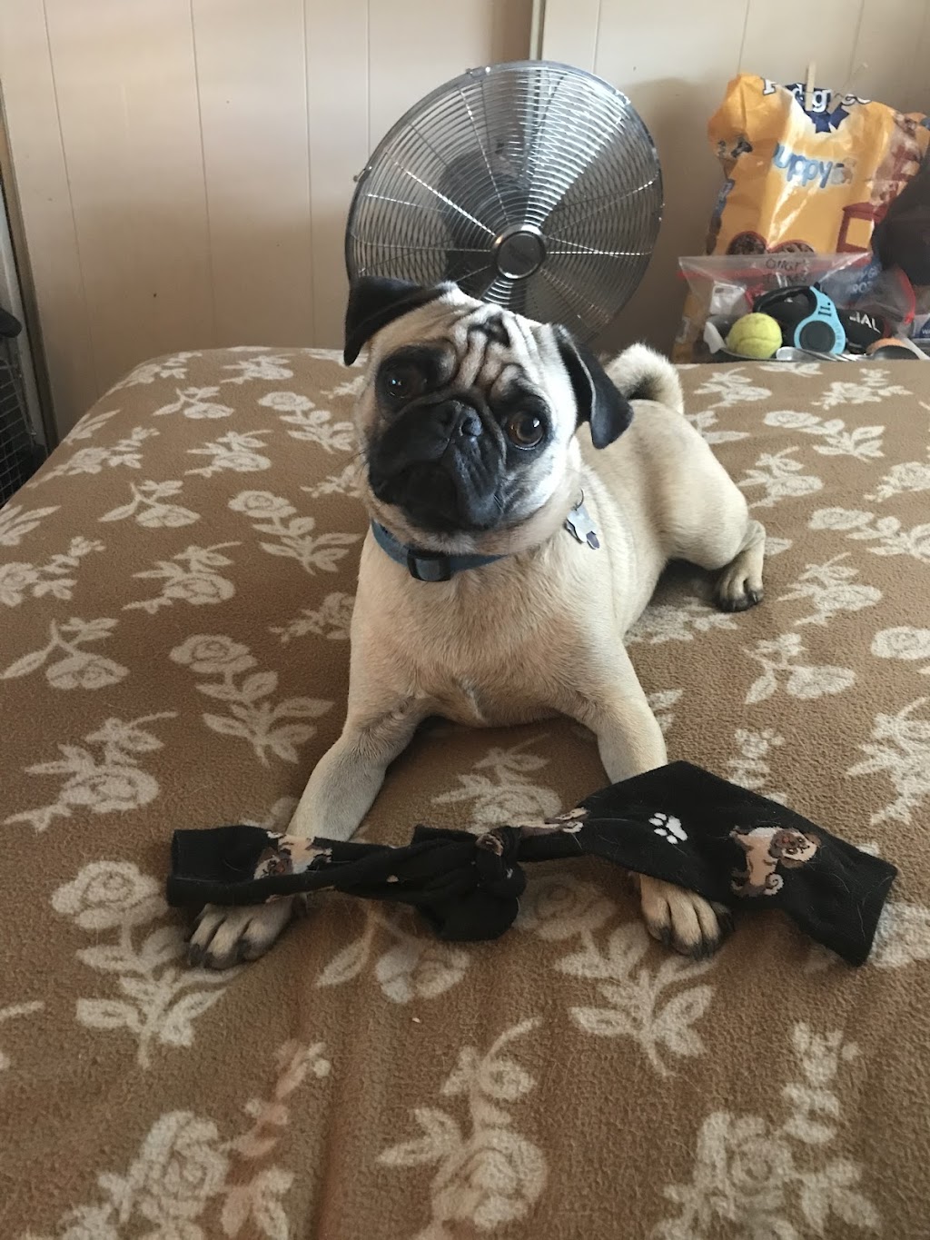 Paws 4 Life | 5027 E Hidalgo St, Apache Junction, AZ 85119, USA | Phone: (480) 288-5174