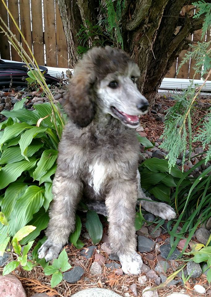 Dover Quality Poodles | 1662 164th Ln NW, Andover, MN 55304, USA | Phone: (763) 434-7332