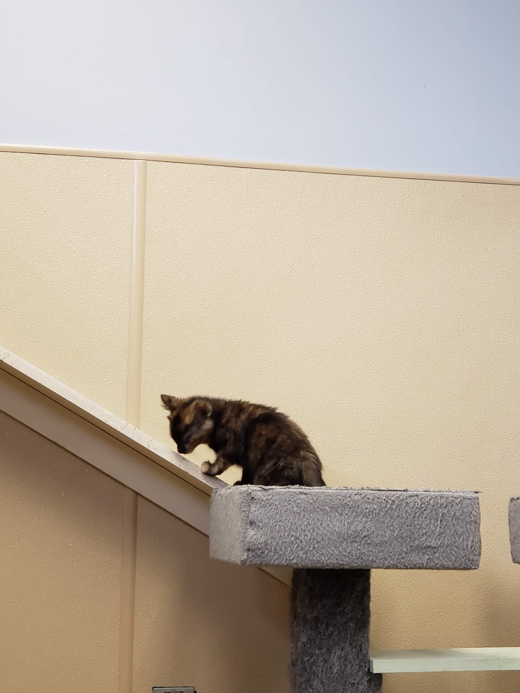 Genesee County Animal Shelter | 3841 W Main Street Rd, Batavia, NY 14020, USA | Phone: (585) 343-6410