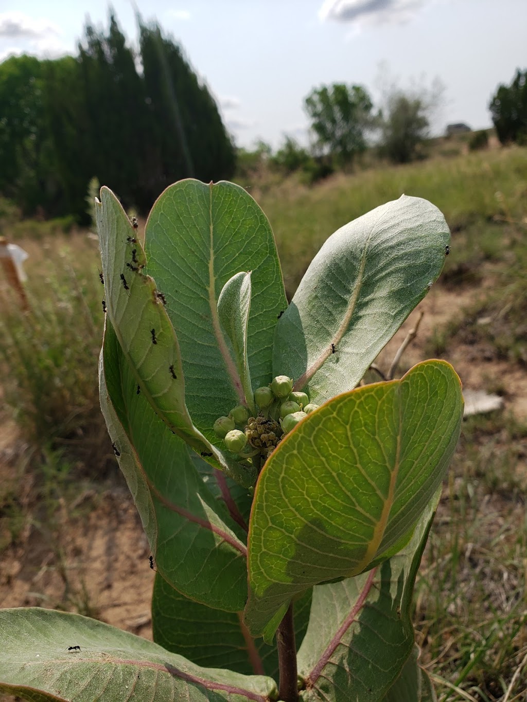 Leonora Curtin Wetland Preserve | 49A W Frontage Rd, Santa Fe, NM 87507, USA | Phone: (505) 471-2261