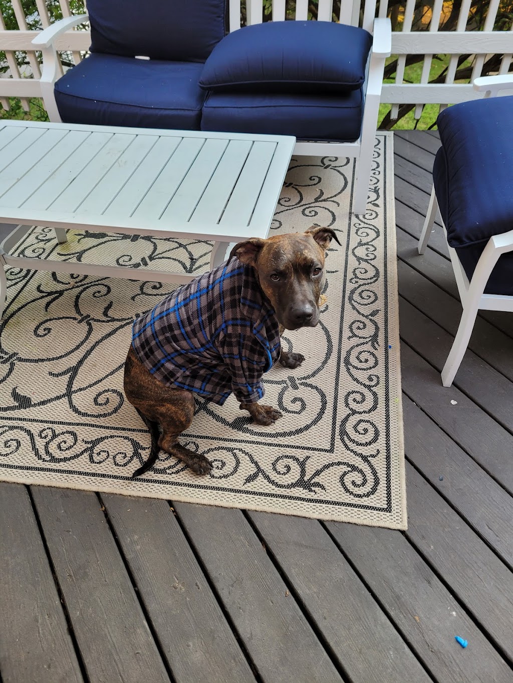 Scotch Plains Animal Hospital | 1919 US-22 W, Scotch Plains, NJ 07076, USA | Phone: (908) 322-5515