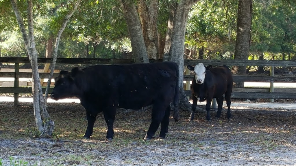 Curry Creek Preserve - East | 1500 Pinebrook Rd, Venice, FL 34285, USA | Phone: (941) 861-5000