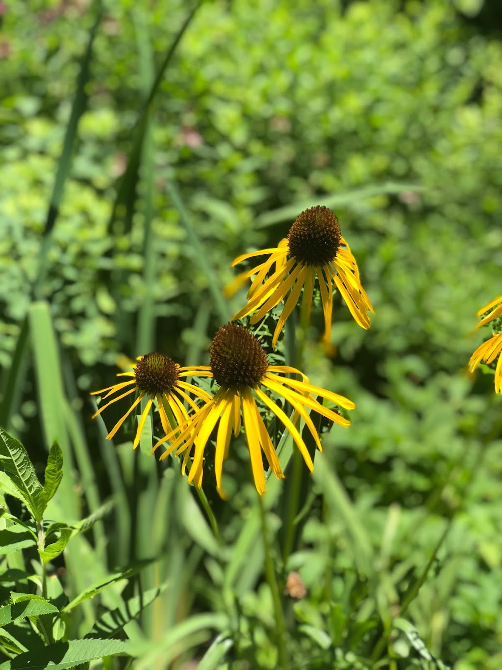 Native Plant Garden, NYBG | The Bronx, NY 10458, USA | Phone: (718) 817-8700