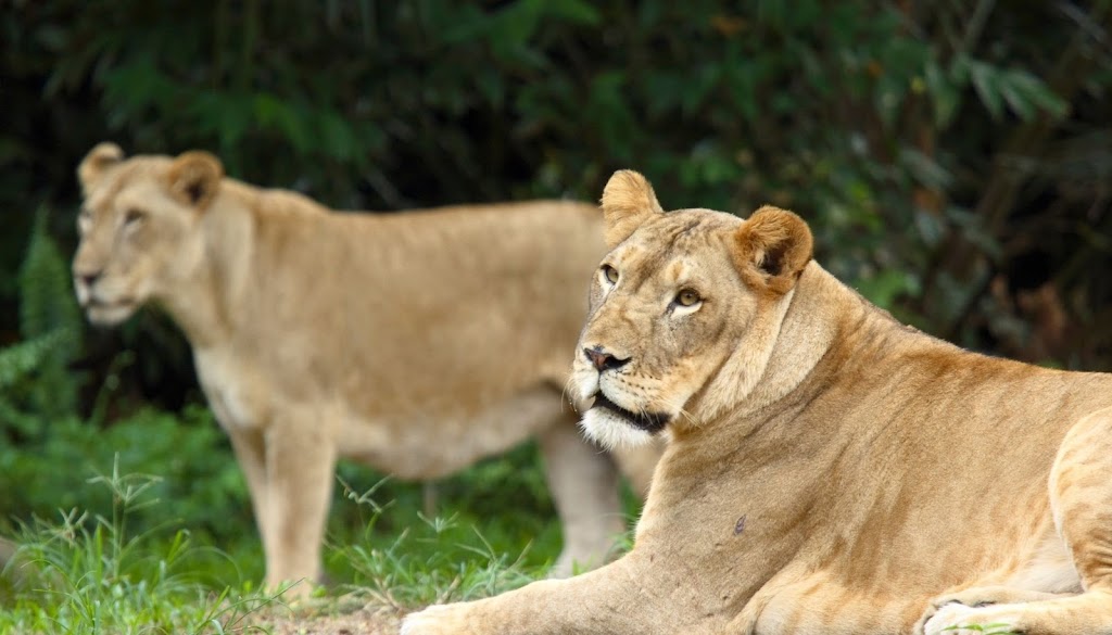 Smallbany Wildlife Control Experts | 818 Livingston Ave, Albany, NY 12206, USA | Phone: (518) 205-9434