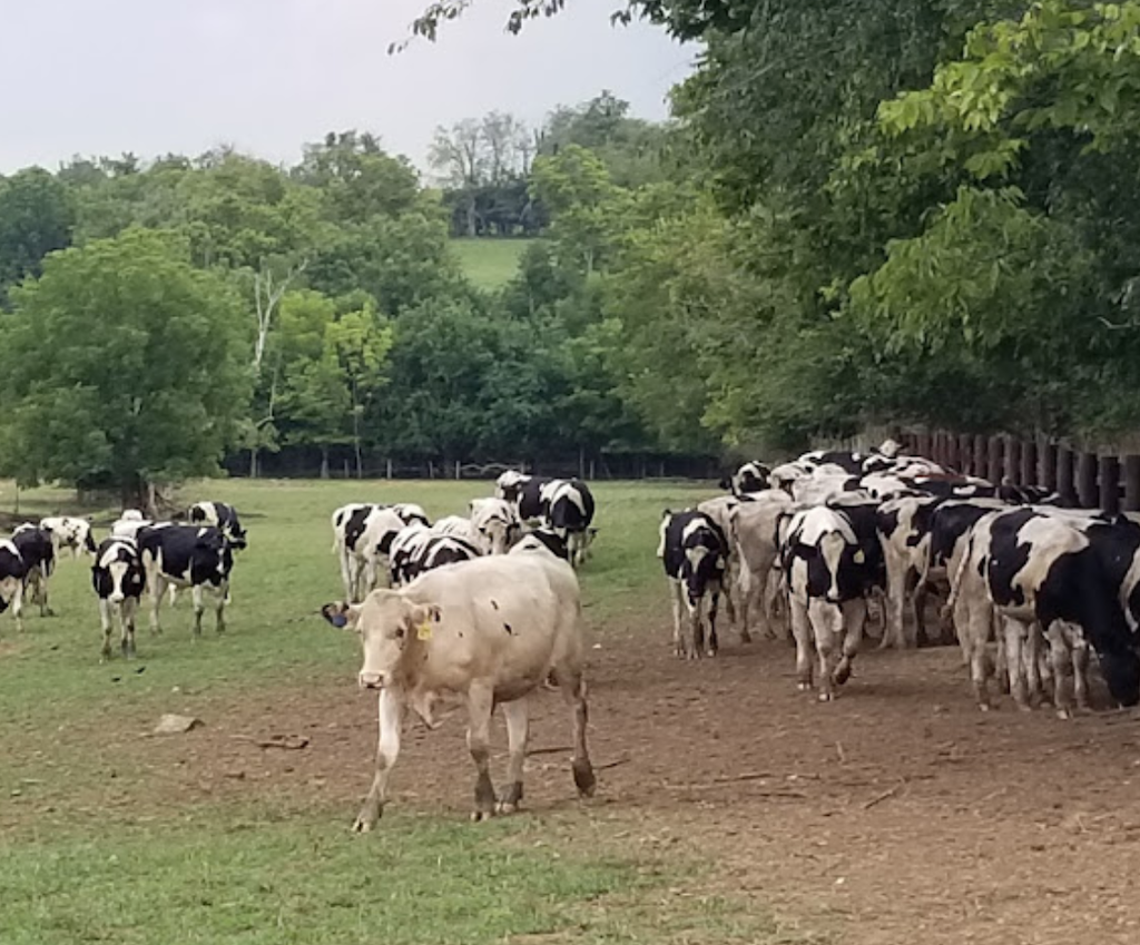 Cherry Hill Beef Farm | 4169 Cherry Grove Rd, Flemingsburg, KY 41041, USA | Phone: (606) 845-0332