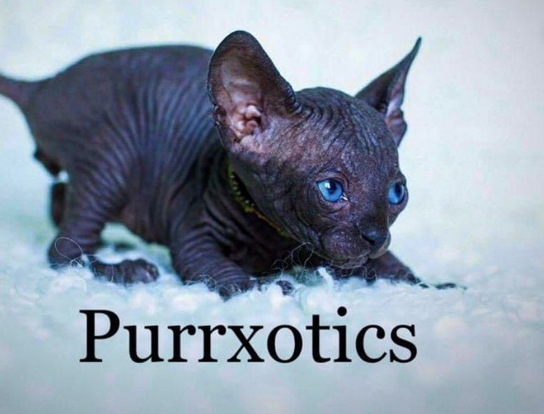 Purrxotics | 855 S Main Ave suit K #417, Fallbrook, CA 92028, USA | Phone: (760) 331-9322