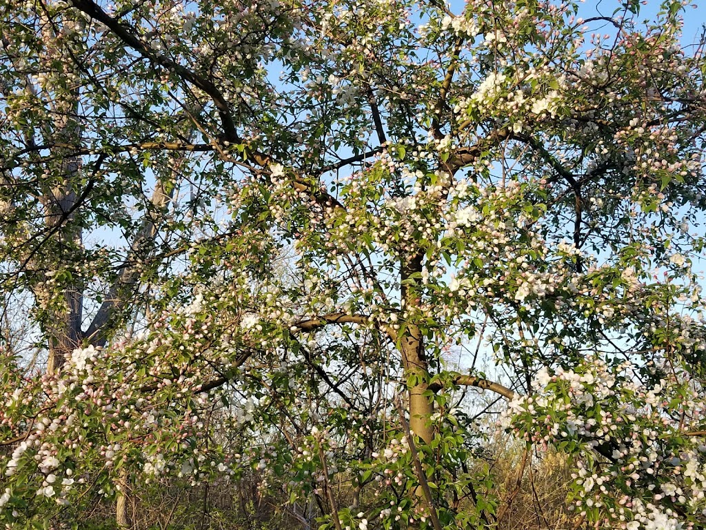 Dicken Woods Nature Area | 1495 S Maple Rd, Ann Arbor, MI 48103, USA | Phone: (734) 794-6230 Dicken Woods Nature Area | 1495 S Maple Rd, Ann Arbor, MI 48103, USA | Phone: (734) 794-6230