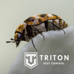 Triton Pest Control | 9720 W Peoria Ave Suite 118, Peoria, AZ 85345, USA | Phone: (602) 825-2317