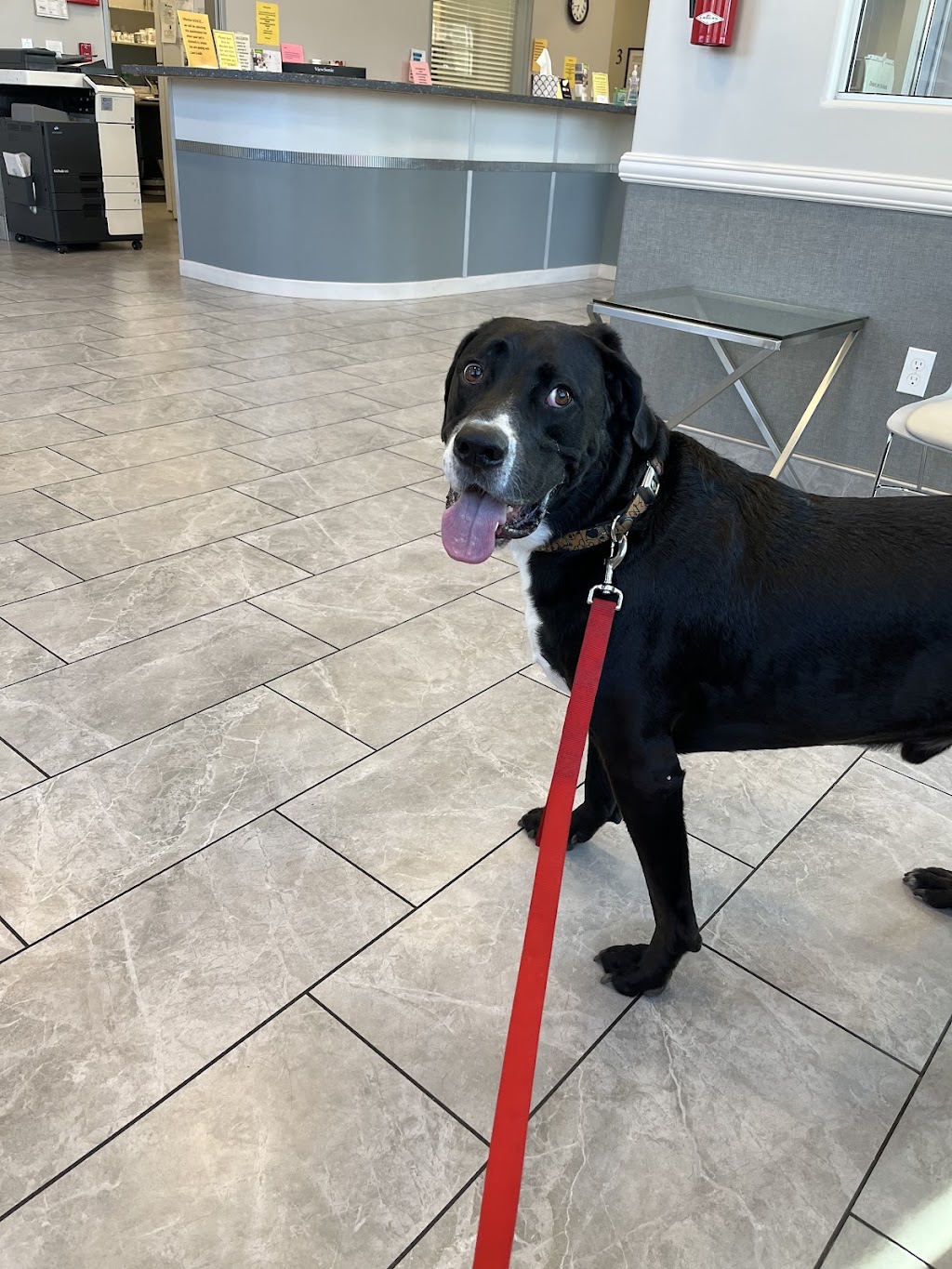 Animal Emergency Clinic | 22085 Commerce Wy, Grand Terrace, CA 92313, USA | Phone: (909) 825-9350