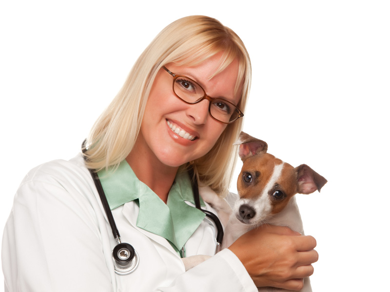 Oxygen4Pets.com | 4520 W Village Dr c, Tampa, FL 33624 | Phone: (813) 770-7958