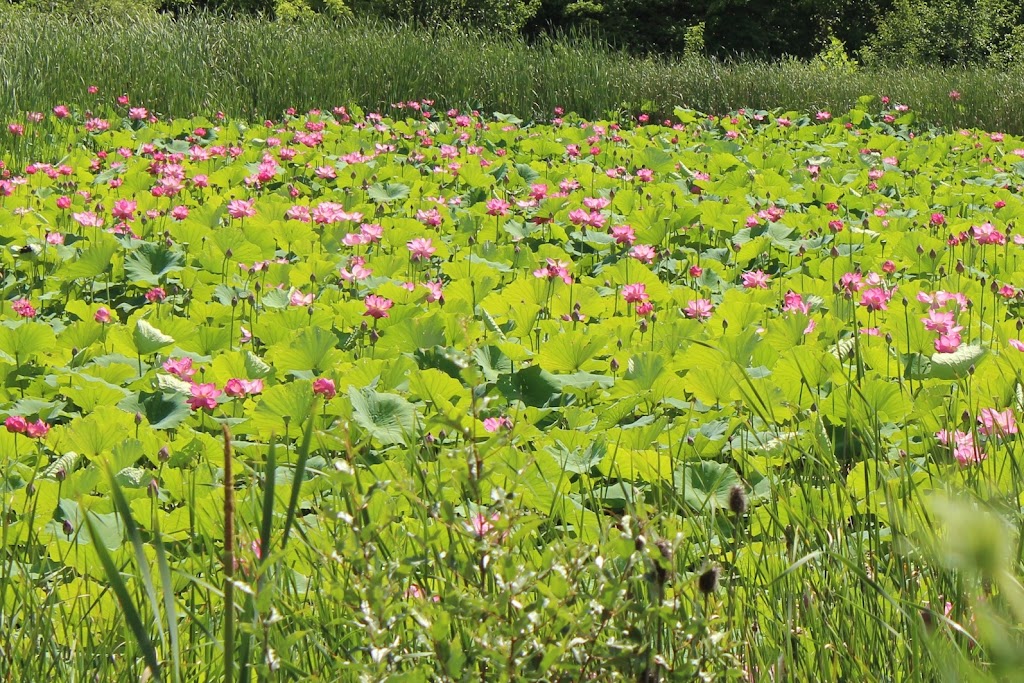 Wetlands Park East | 6950 Lesourdsville West Chester Rd, Liberty Township, OH 45011, USA | Phone: (513) 759-7500