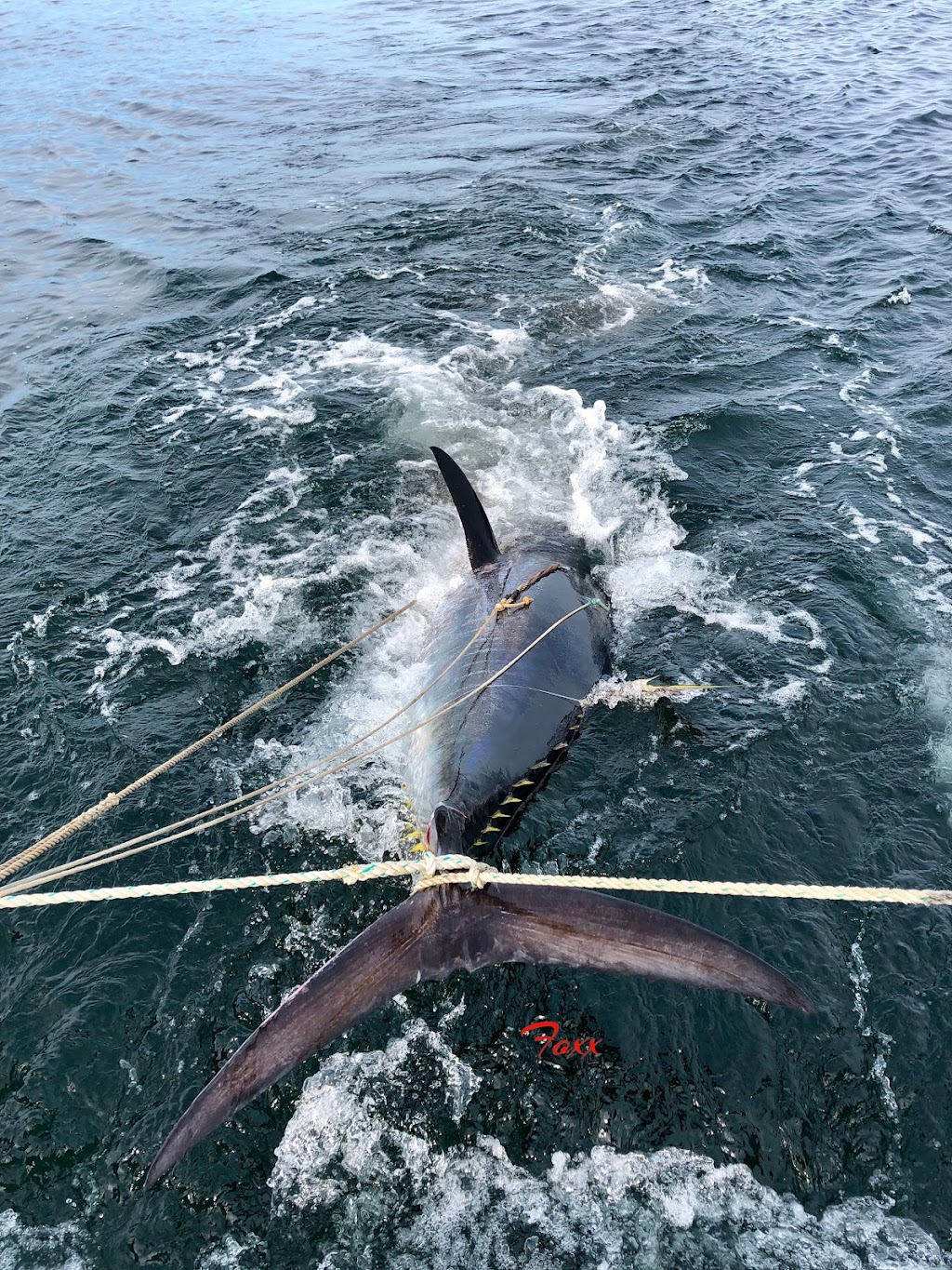 Connemara Bay Fishing Charters | 47 Crafts Road, Gloucester, MA 01930, USA | Phone: (978) 283-0197