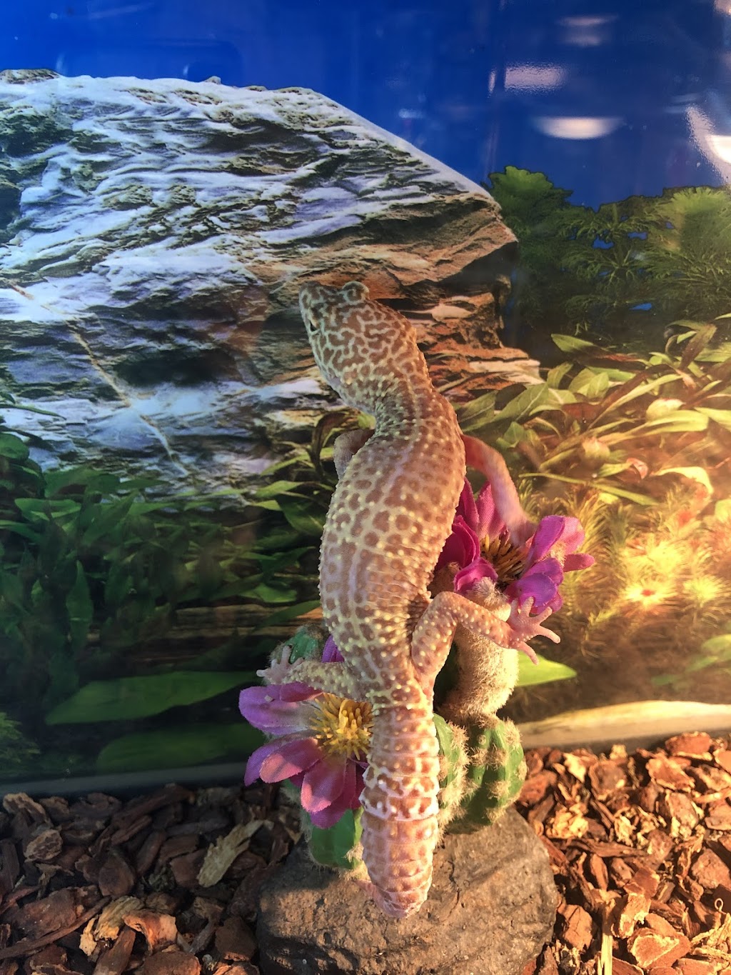 S &K Pet Shop Reptiles and Birds and supplies | 2560N Perris Boulevard, SuiteN3, Perris, CA 92571, USA | Phone: (951) 907-2457