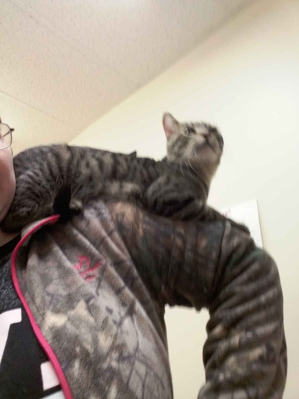 Geneva Veterinary Clinic | 254 S Broadway, Geneva, OH 44041, USA | Phone: (440) 361-4363