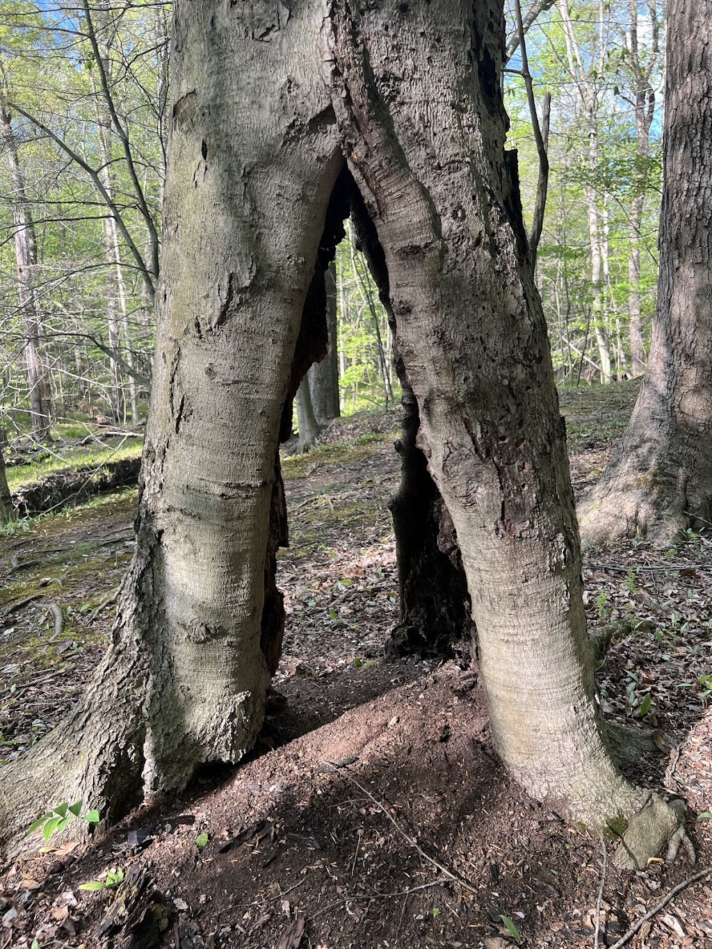 Hitchcock Woods Parking/Trailhead | 8264-8266 Hitchcock Rd, Boardman, OH 44512, USA | Phone: (330) 758-2108