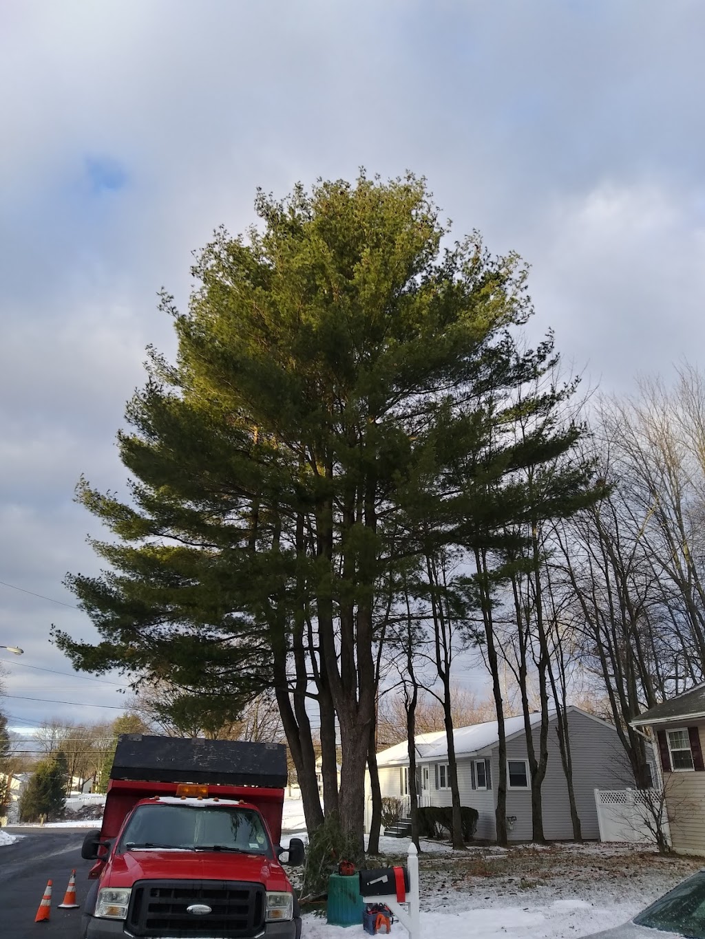 Best Tree Service | 781 Watervliet Shaker Rd, Latham, NY 12110, USA | Phone: (518) 374-5940