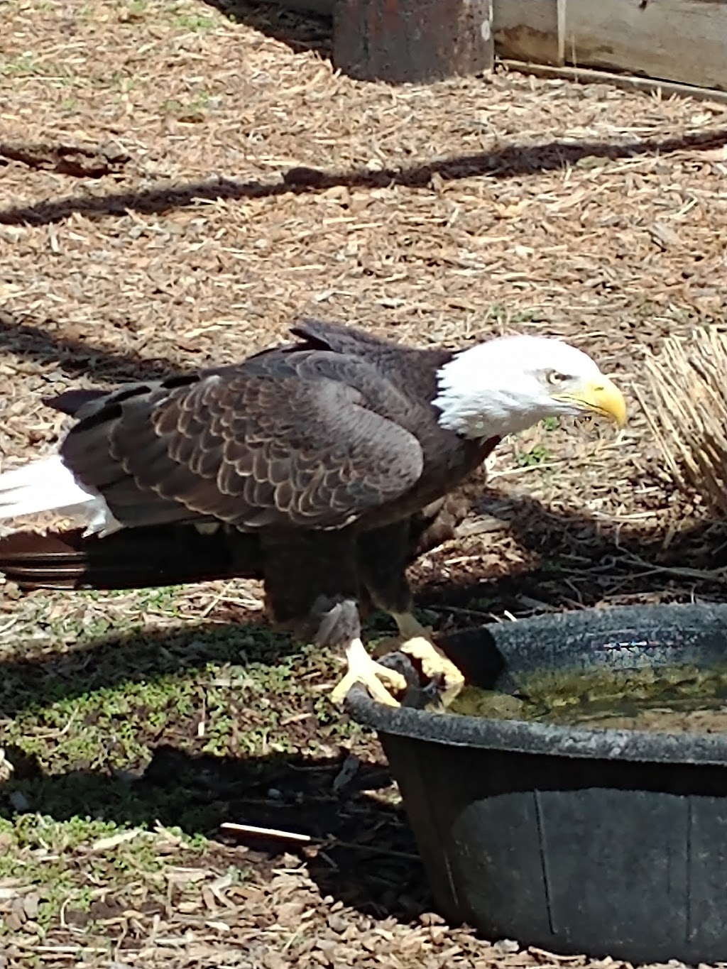 Eagle Valley Raptor Center | 927 N 343rd St W, Cheney, KS 67025 | Phone: (316) 393-0710