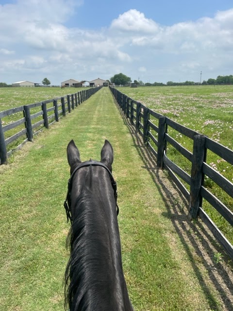 Meadow Lane Equestrian Center | 836 State Hwy 205, Rockwall, TX 75032, USA | Phone: (469) 863-6737