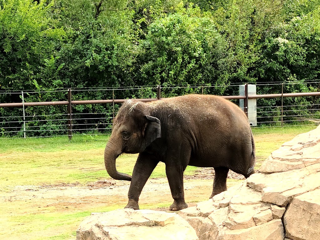 Oklahoma City Zoo | 2000 Remington Pl, Oklahoma City, OK 73111, USA | Phone: (405) 424-3344