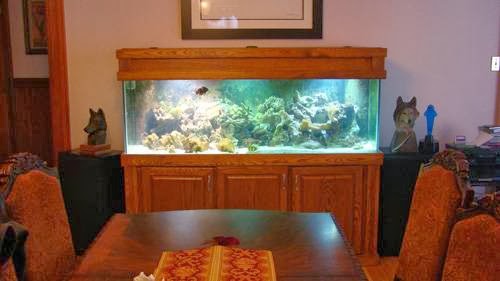 All Bright Aquariums | 32 Smith Rd, Olmstedville, NY 12857, USA | Phone: (518) 307-9291