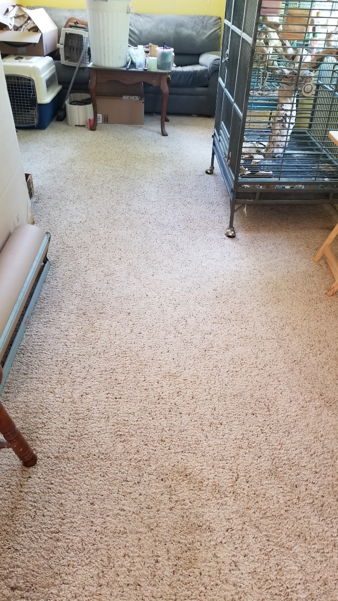 Apex Carpet Cleaning | 3616 W Thomas Rd #1, Phoenix, AZ 85019, USA | Phone: (602) 252-8383