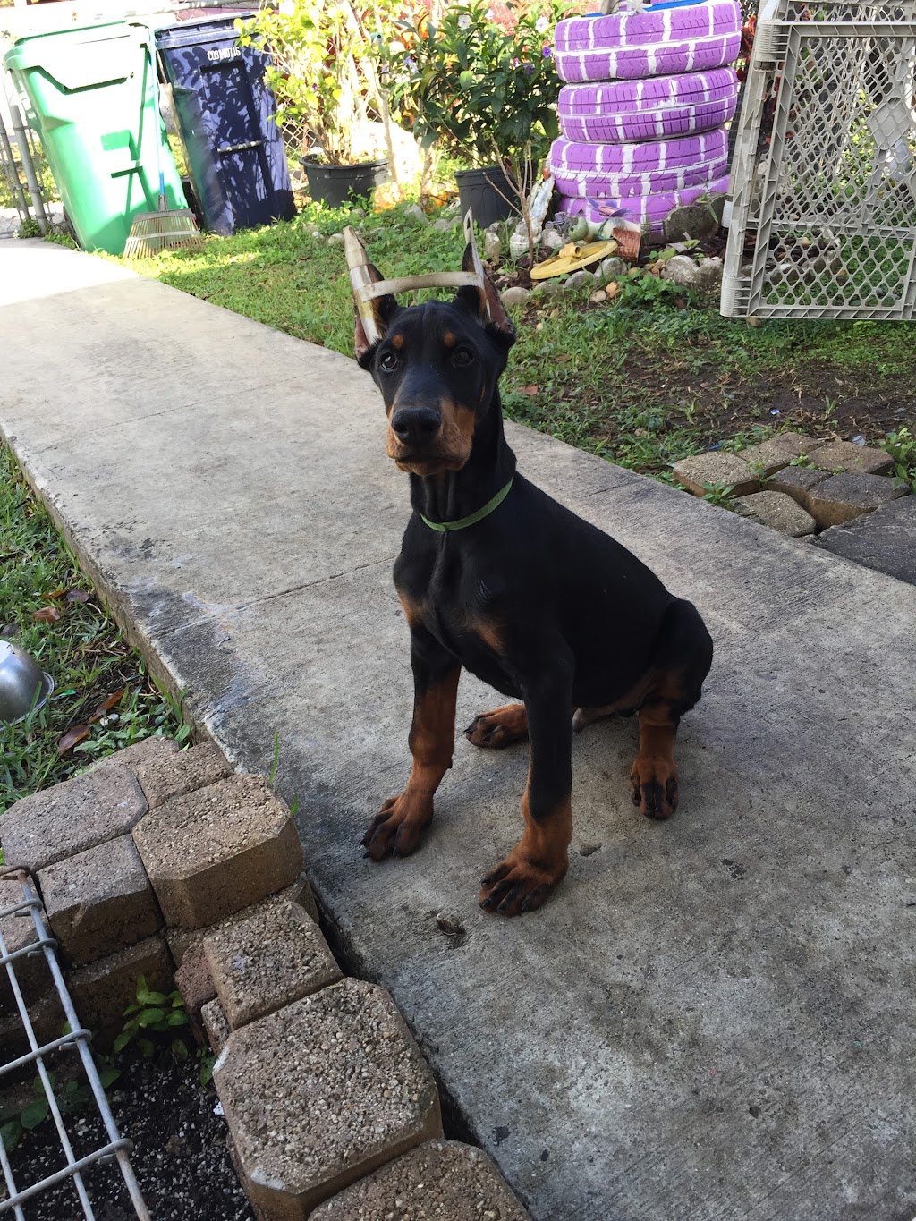 Doberman Pinscher Kennel | 15754 SW 300th Terrace, Homestead, FL 33033, USA | Phone: (305) 812-7227