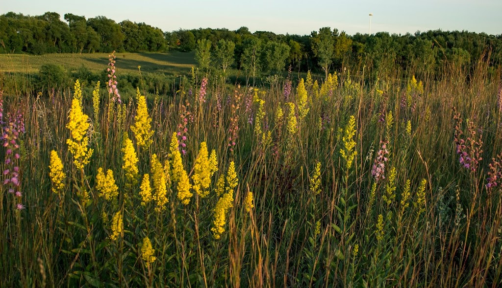 Smith-Reiner Drumlin Prairie State Natural Area | Dane, Cambridge, WI 53523, USA | Phone: (608) 266-2621