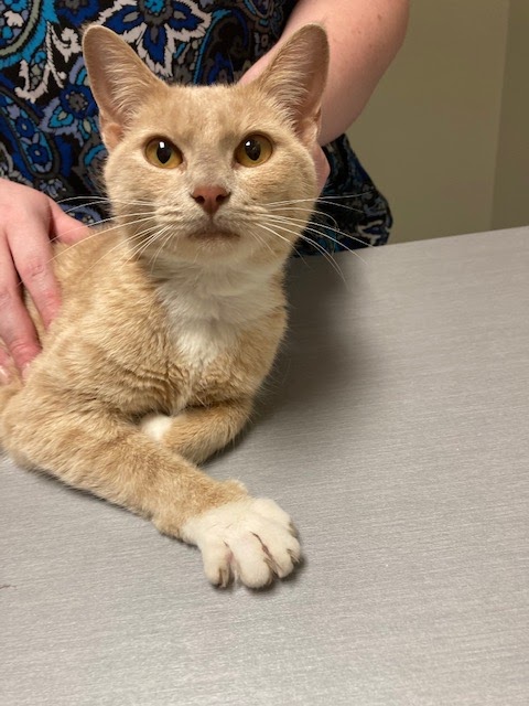 Priest Lake Veterinary Hospital - Nashville Veterinarian | 2445 Morris Gentry Bv, Antioch, TN 37013, USA | Phone: (615) 361-4646