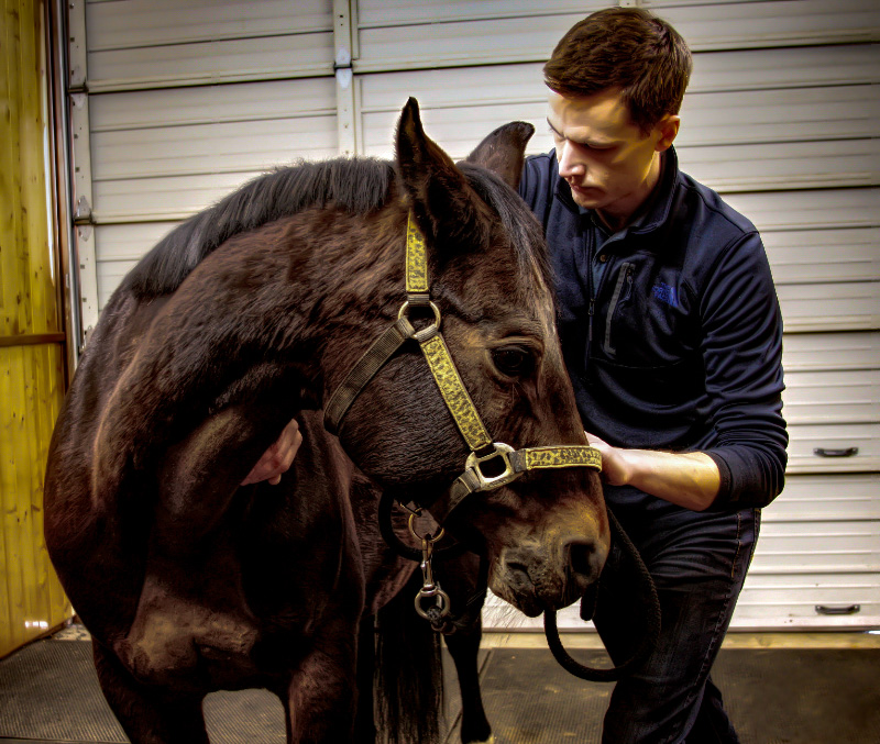 Columbia Equine Hospital | 27841 SE Orient Dr, Gresham, OR 97080, USA | Phone: (503) 663-1515