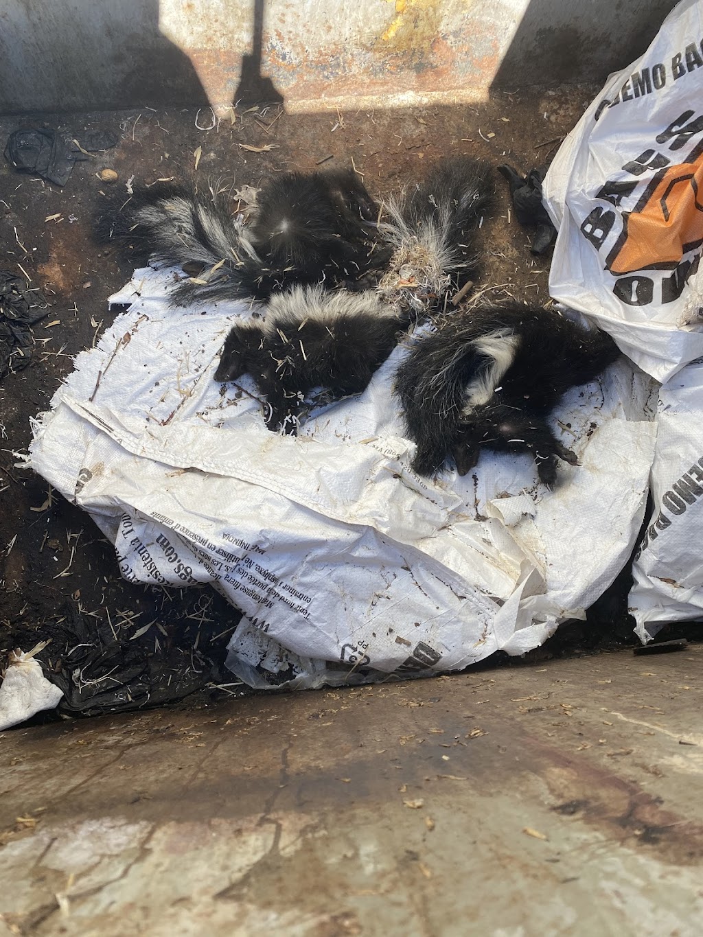 Allnone Pest Eliminators | 917 Sunset Dr, Antioch, CA 94509, USA | Phone: (800) 430-3778