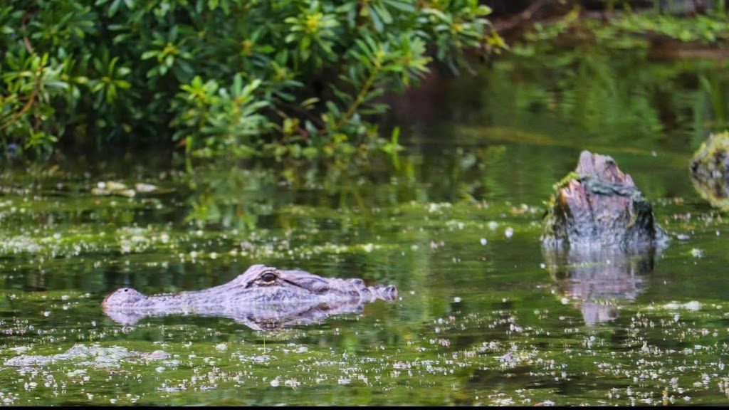 Airboat Adventures | 5145 Fleming Park Rd, Lafitte, LA 70067, USA | Phone: (504) 689-2005