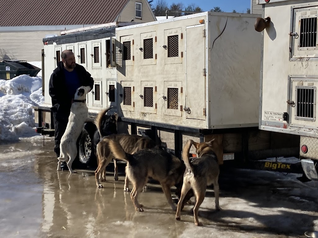 Ultimate Dog Sledding Experience | 65 Main St, Oxford, ME 04270, USA | Phone: (207) 890-4393