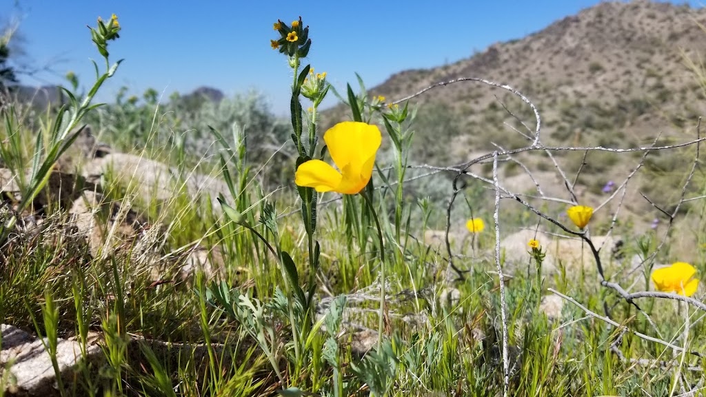 Estrella Mountain Regional Park | 14805 W Vineyard Ave, Goodyear, AZ 85338, USA | Phone: (602) 506-2930