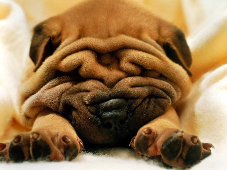 Tullys Kennels | 7777 D St, Omaha, NE 68124, USA | Phone: (402) 391-2456