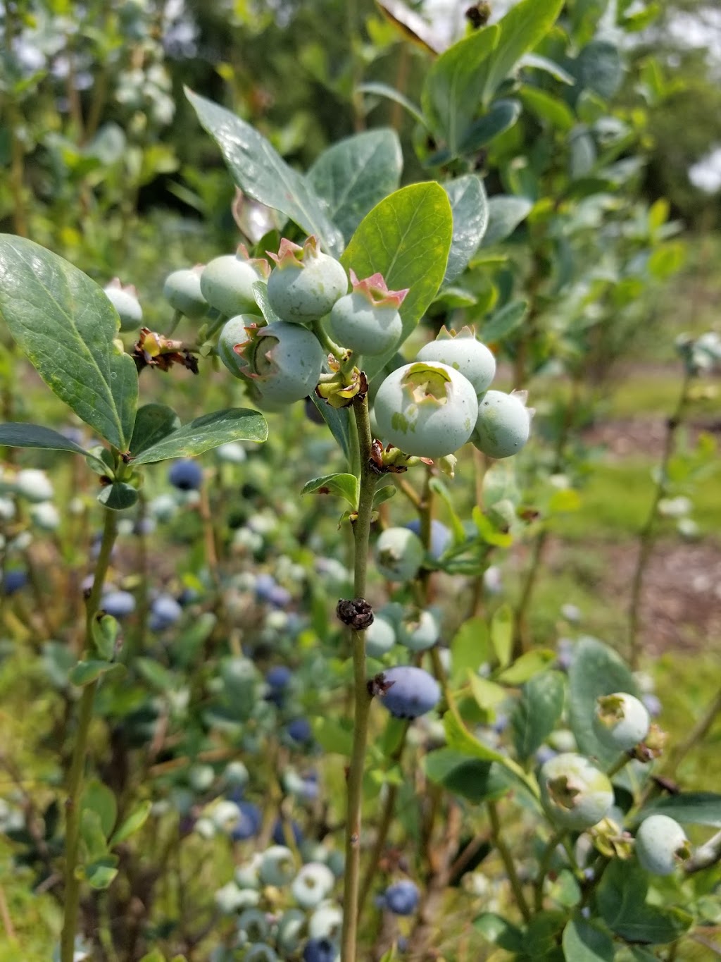 Spring Lake Blueberry Farm | 25688 Powell Rd, Brooksville, FL 34602, USA | Phone: (352) 754-1700